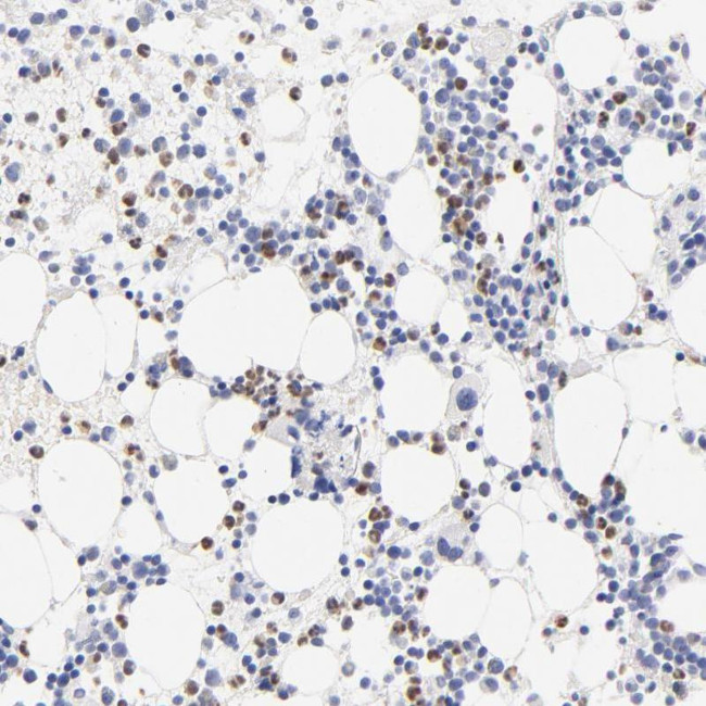 Arginase 1 Antibody in Immunohistochemistry (Paraffin) (IHC (P))