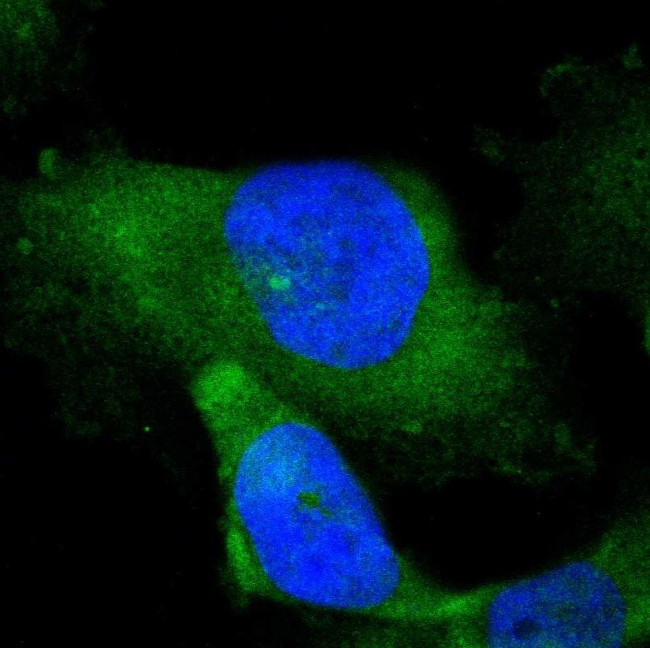 EB1 Antibody in Immunocytochemistry (ICC/IF)