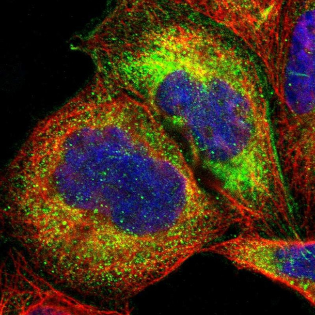 OAS1 Antibody in Immunocytochemistry (ICC/IF)