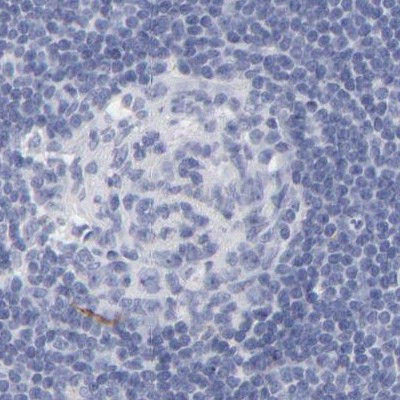 Apolipoprotein H Antibody in Immunohistochemistry (Paraffin) (IHC (P))