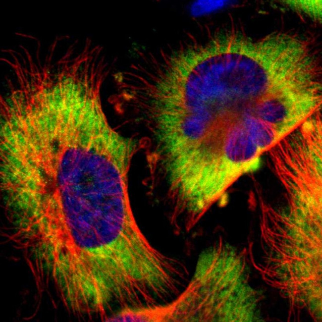 G3BP1 Antibody in Immunocytochemistry (ICC/IF)