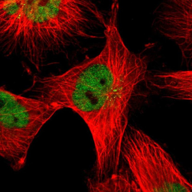 TRIM33 Antibody in Immunocytochemistry (ICC/IF)