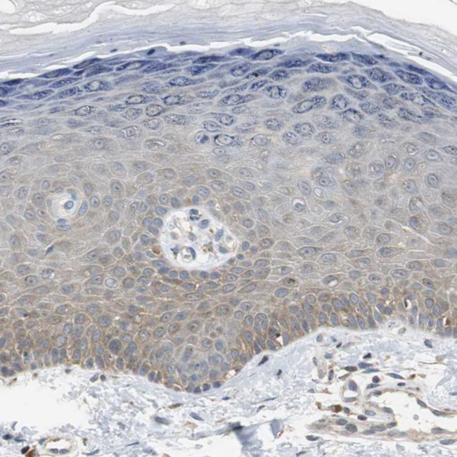 HMGCL Antibody in Immunohistochemistry (Paraffin) (IHC (P))