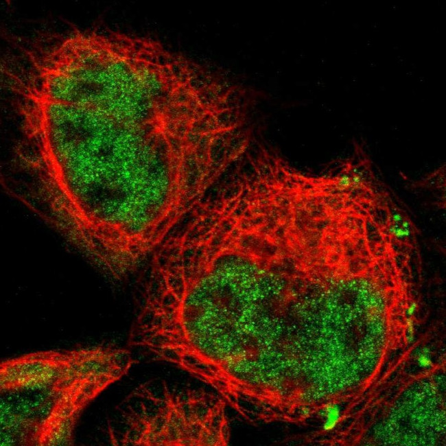 JAB1 Antibody in Immunocytochemistry (ICC/IF)