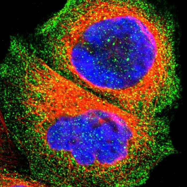 OATP8 Antibody in Immunocytochemistry (ICC/IF)