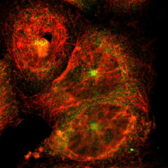 DLG7 Antibody in Immunocytochemistry (ICC/IF)