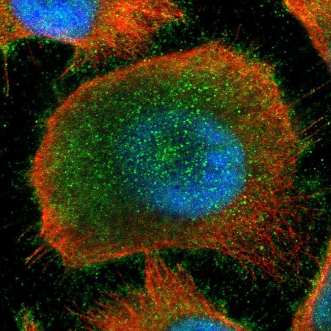 Kaiso Antibody in Immunocytochemistry (ICC/IF)