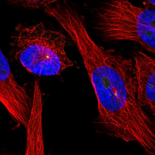 Ninein Antibody in Immunocytochemistry (ICC/IF)