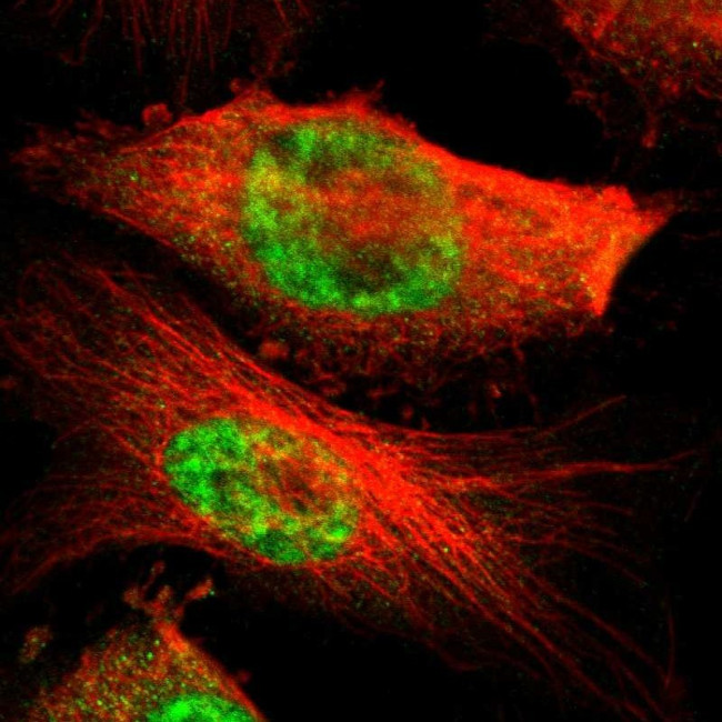 MED4 Antibody in Immunocytochemistry (ICC/IF)