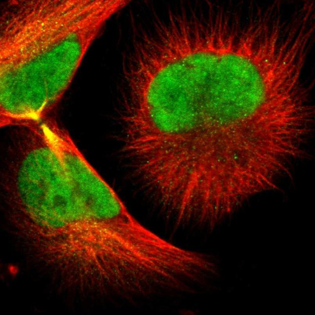 GTF2F2 Antibody in Immunocytochemistry (ICC/IF)