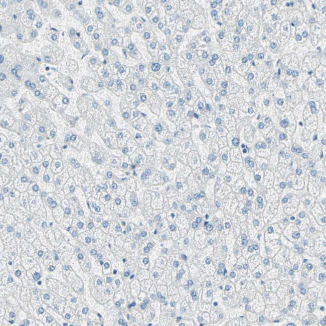 Nestin Antibody in Immunohistochemistry (Paraffin) (IHC (P))