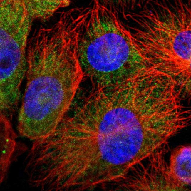 Annexin A4 Antibody in Immunocytochemistry (ICC/IF)