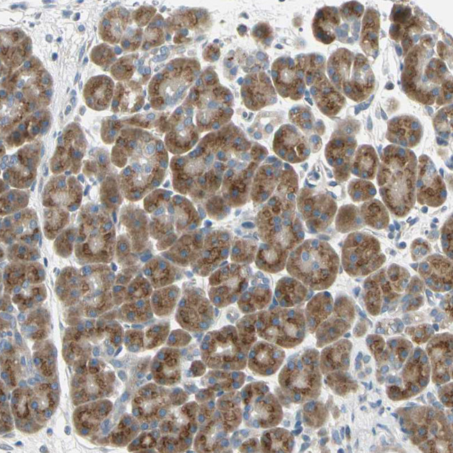 BNIP1 Antibody in Immunohistochemistry (Paraffin) (IHC (P))