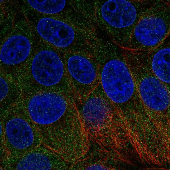 BNIP1 Antibody in Immunocytochemistry (ICC/IF)