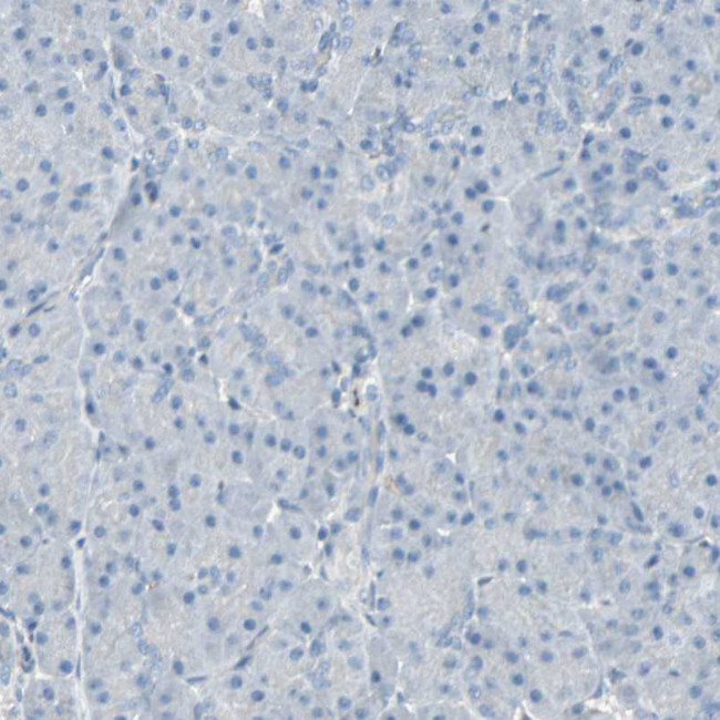 CACNA2D1 Antibody in Immunohistochemistry (Paraffin) (IHC (P))