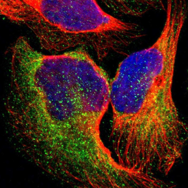 EPS15 Antibody in Immunocytochemistry (ICC/IF)