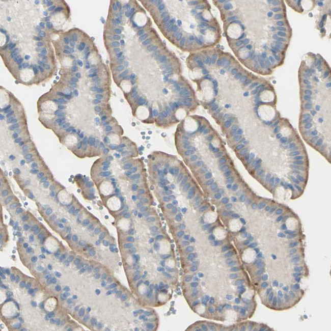 PSMA Antibody in Immunohistochemistry (Paraffin) (IHC (P))