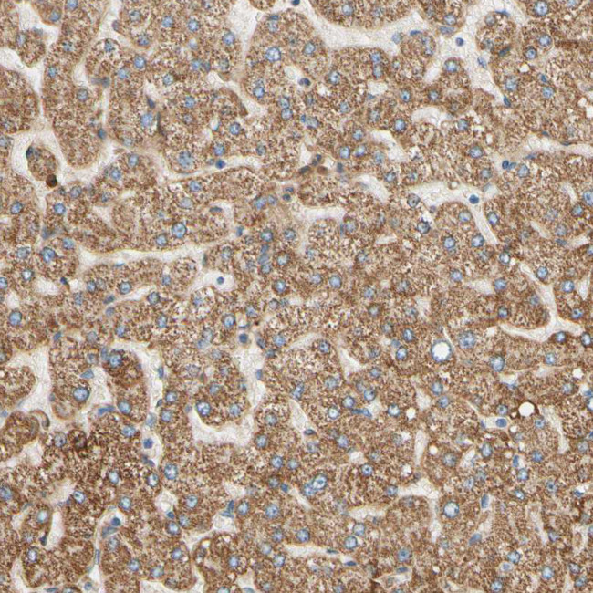 SIGLEC9 Antibody in Immunohistochemistry (Paraffin) (IHC (P))