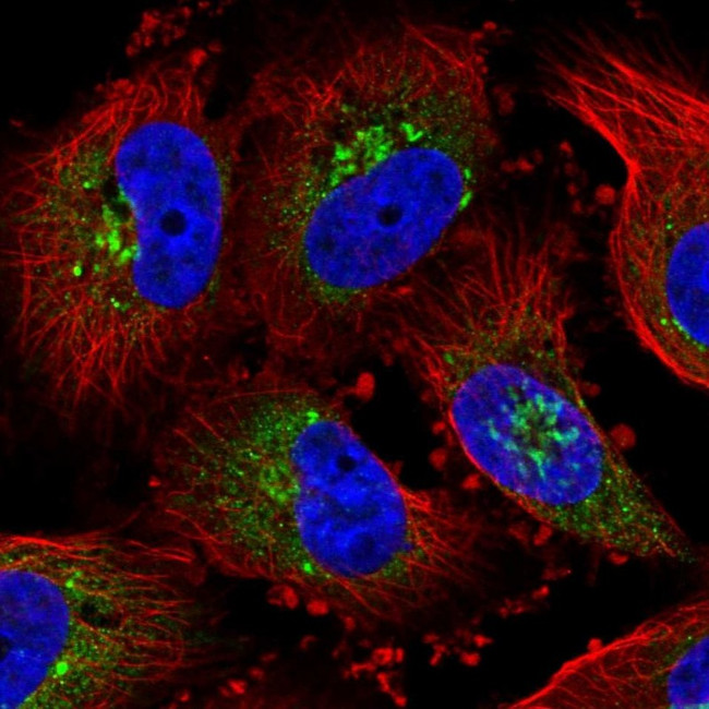 GLG1 Antibody in Immunocytochemistry (ICC/IF)