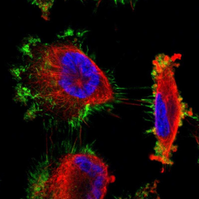 Moesin Antibody in Immunocytochemistry (ICC/IF)