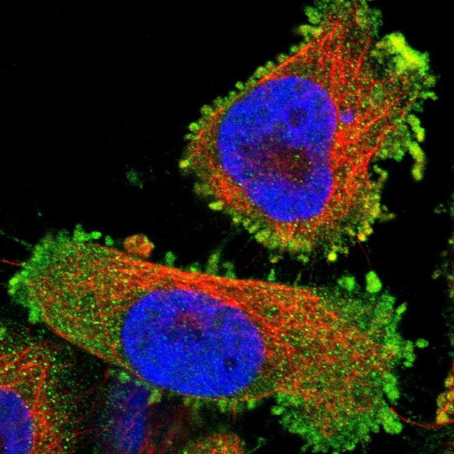 LAIR1 Antibody in Immunocytochemistry (ICC/IF)