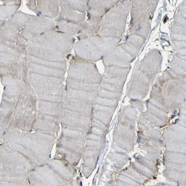 Moesin Antibody in Immunohistochemistry (Paraffin) (IHC (P))