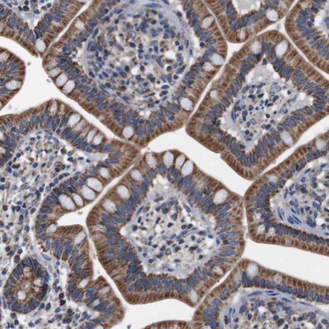 LRP4 Antibody in Immunohistochemistry (Paraffin) (IHC (P))