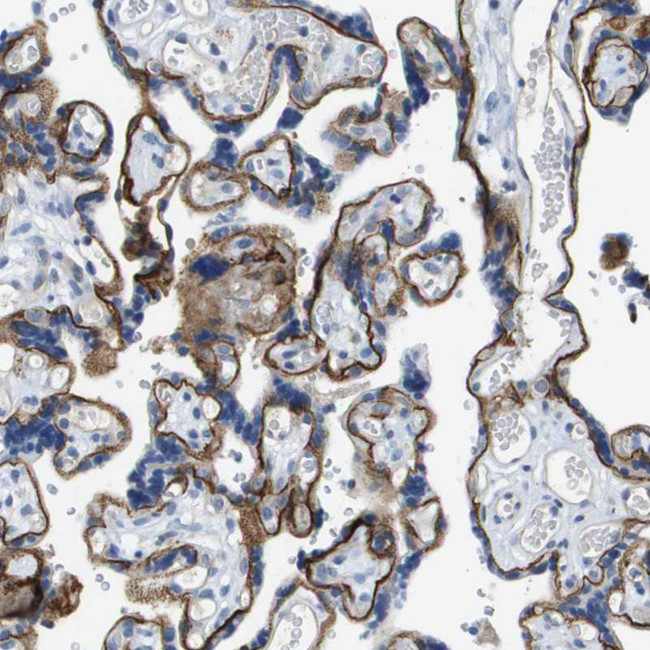 CD49f Antibody in Immunohistochemistry (Paraffin) (IHC (P))