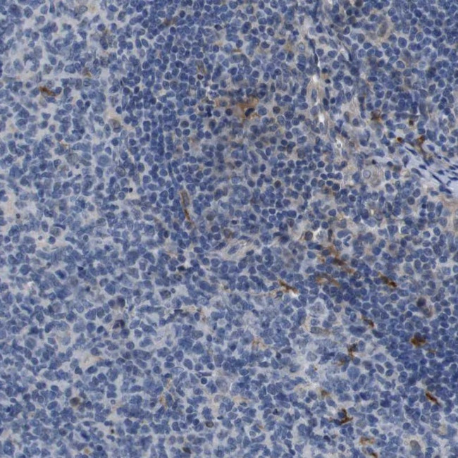 ATP1B1 Antibody in Immunohistochemistry (Paraffin) (IHC (P))