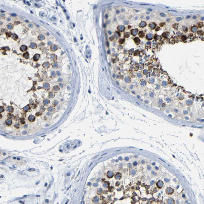 C15orf48 Antibody in Immunohistochemistry (Paraffin) (IHC (P))