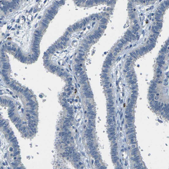 CYP2C8 Antibody in Immunohistochemistry (Paraffin) (IHC (P))