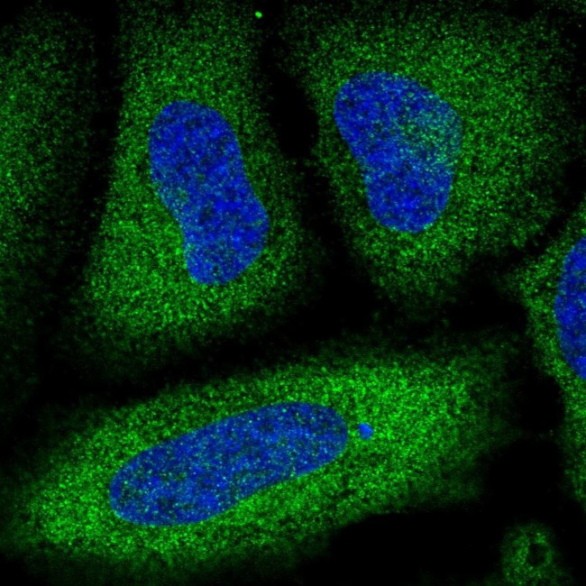 PDE3A Antibody in Immunocytochemistry (ICC/IF)