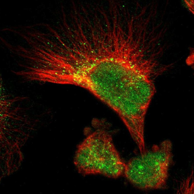 GPRC5B Antibody in Immunocytochemistry (ICC/IF)