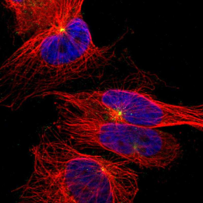 UNC5CL Antibody in Immunocytochemistry (ICC/IF)