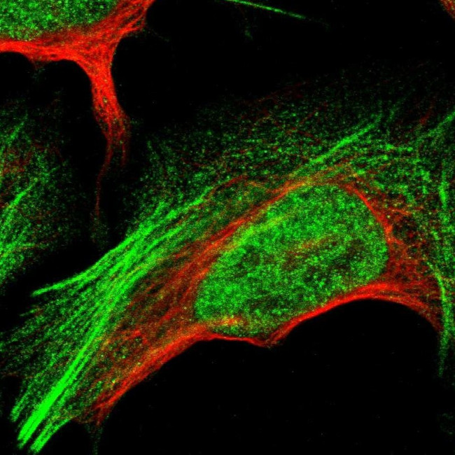 GANC Antibody in Immunocytochemistry (ICC/IF)