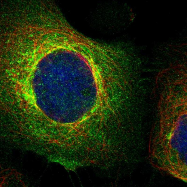 BST-2 Antibody in Immunocytochemistry (ICC/IF)