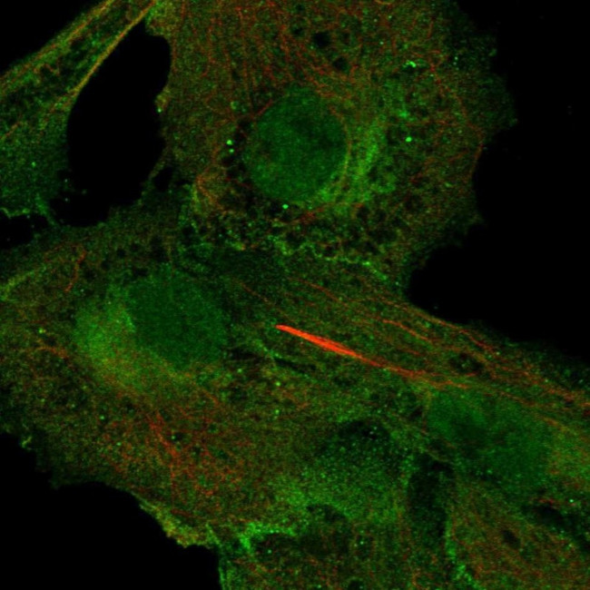 CD73 Antibody in Immunocytochemistry (ICC/IF)