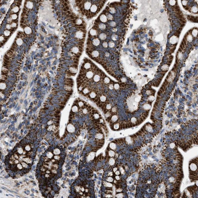 UBXN8 Antibody in Immunohistochemistry (Paraffin) (IHC (P))