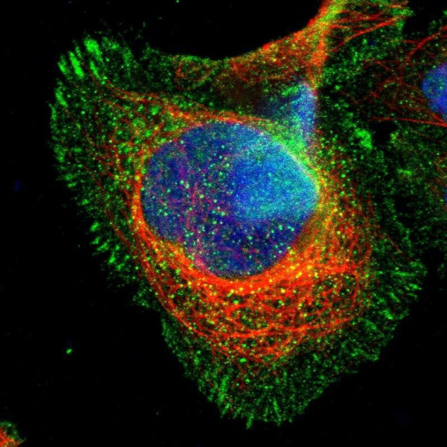 CD98 Antibody in Immunocytochemistry (ICC/IF)