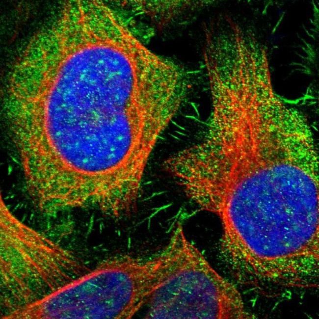 IL-16 Antibody in Immunocytochemistry (ICC/IF)