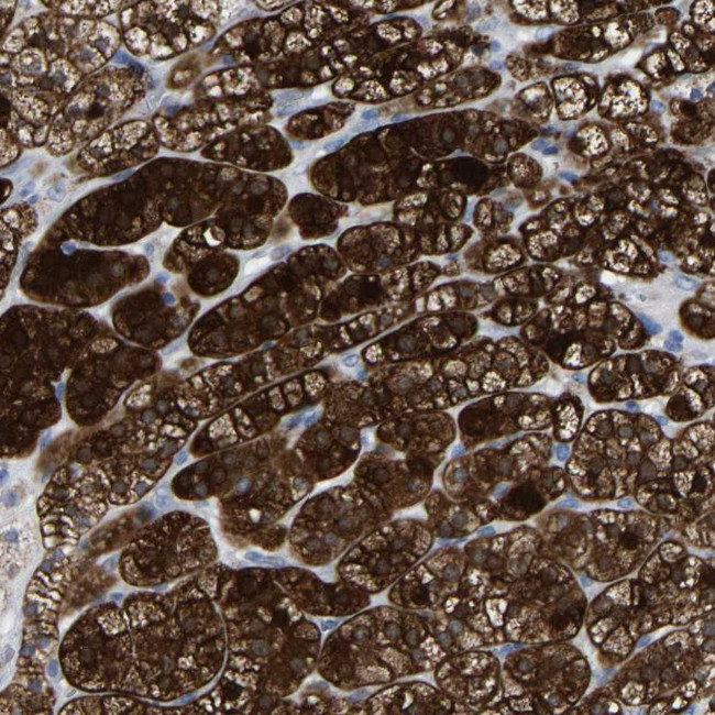 GDF3 Antibody in Immunohistochemistry (Paraffin) (IHC (P))