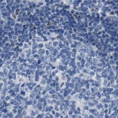 BOLL Antibody in Immunohistochemistry (Paraffin) (IHC (P))