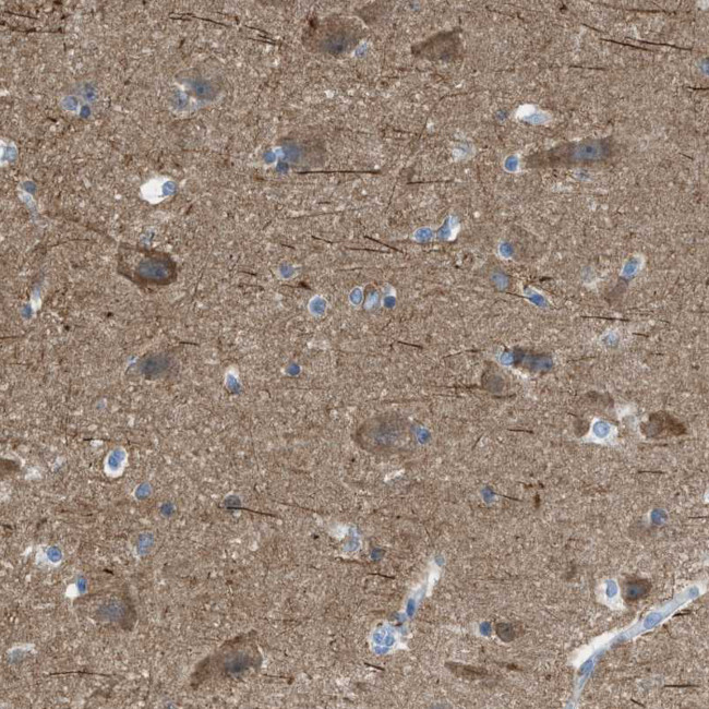 LFG Antibody in Immunohistochemistry (Paraffin) (IHC (P))