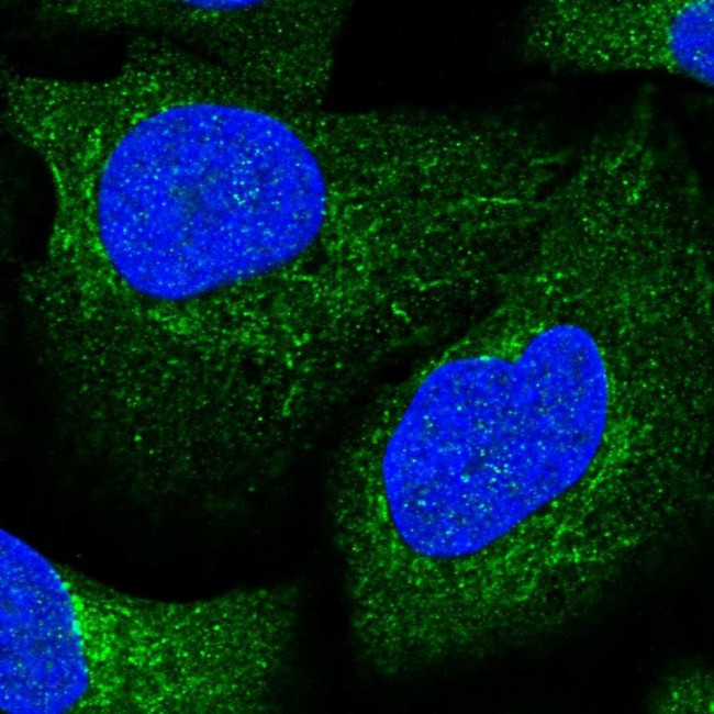 Aconitase 1 Antibody in Immunocytochemistry (ICC/IF)