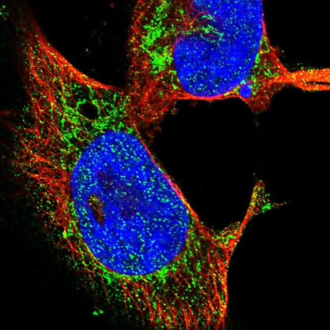 OGDH Antibody in Immunocytochemistry (ICC/IF)