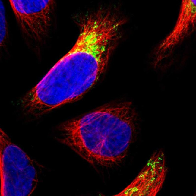 MDH2 Antibody in Immunocytochemistry (ICC/IF)