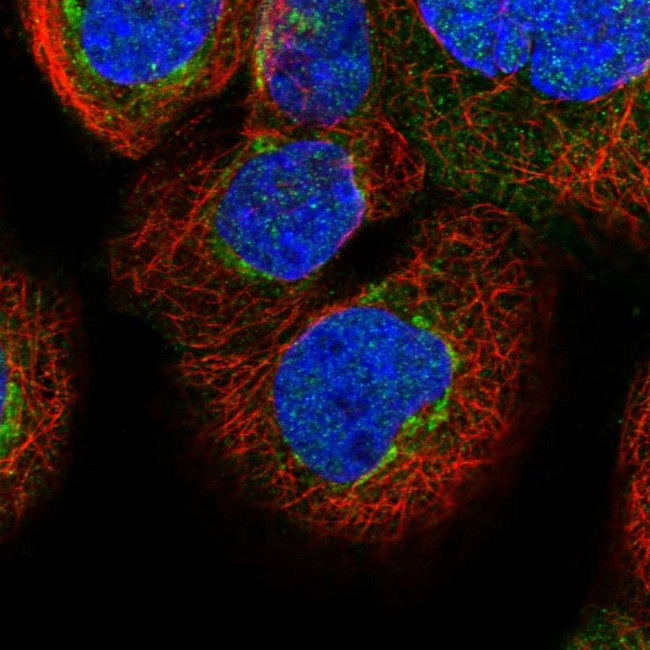 DMP4 Antibody in Immunocytochemistry (ICC/IF)