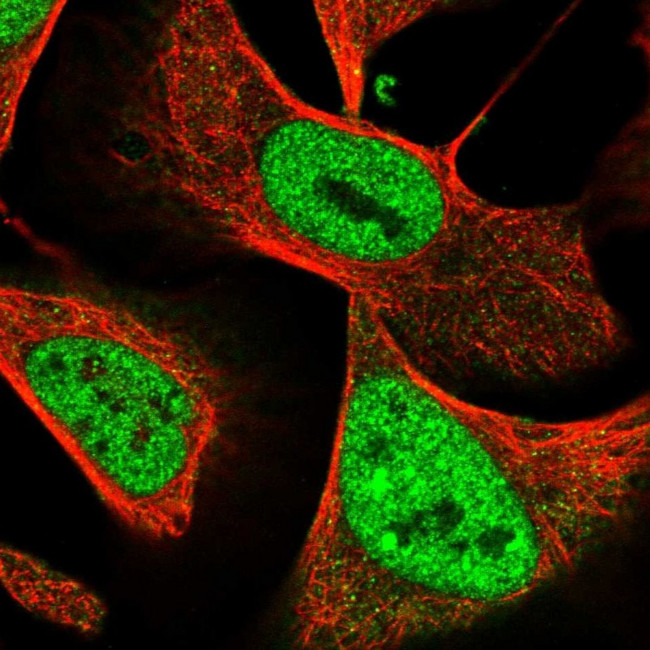 NuMA Antibody in Immunocytochemistry (ICC/IF)