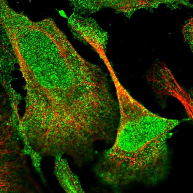 DUSP14 Antibody in Immunocytochemistry (ICC/IF)