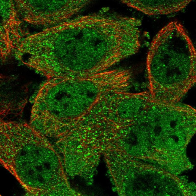 RUVBL1 Antibody in Immunocytochemistry (ICC/IF)